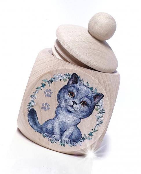 Katze BKH Britisch Kurzhaar blue MZD