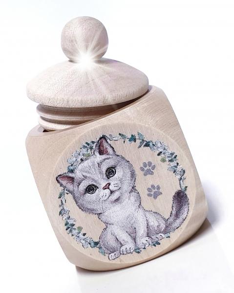 Katze BKH Britisch Kurzhaar chinchilla silver shaded MZD